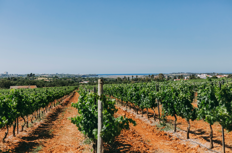 Vindima Algarvia com Villa Alvor