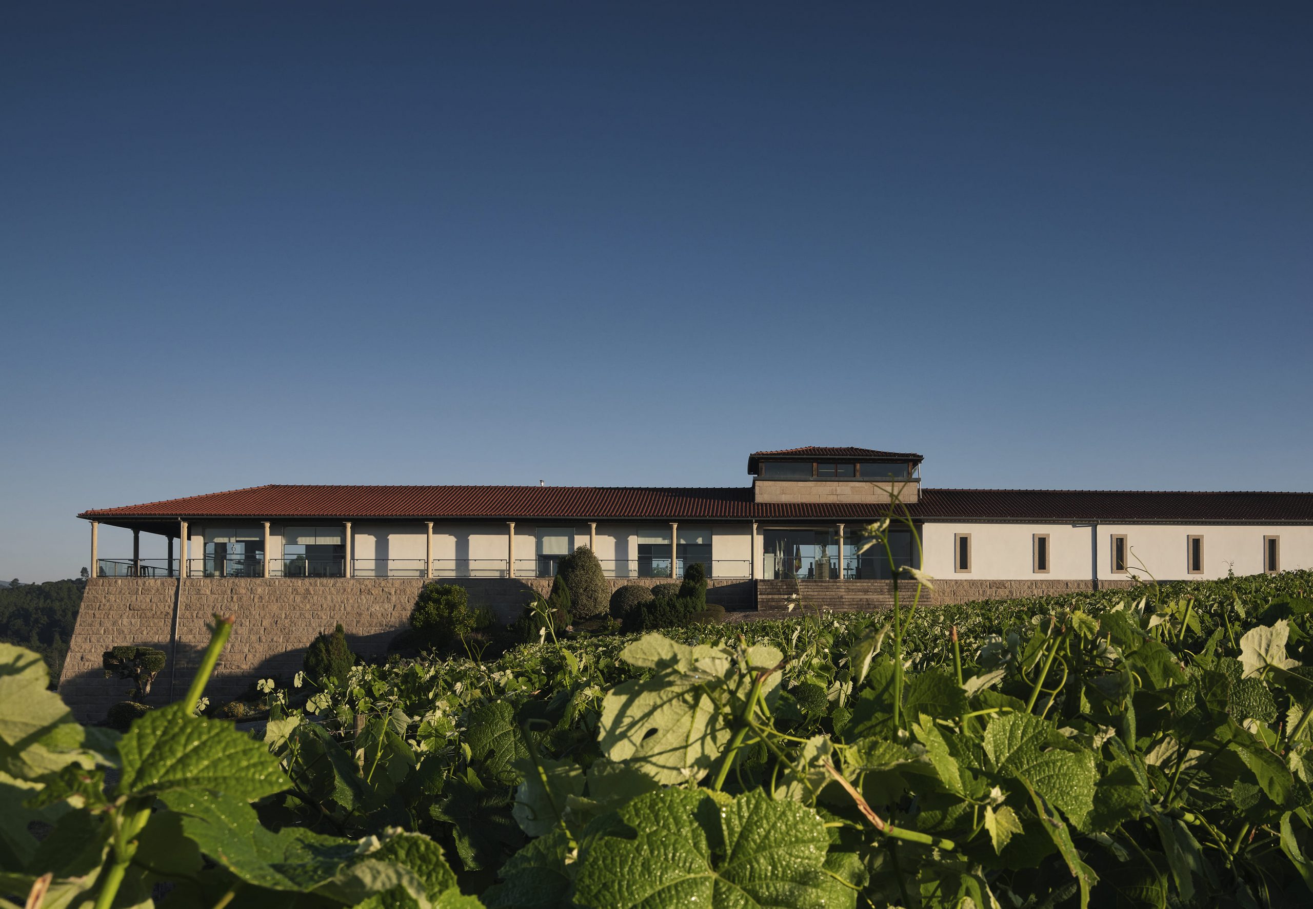 Quinta de Lemos Abre as Portas para Vindimas com Experiências Exclusivas de Vinho e Gastronomia