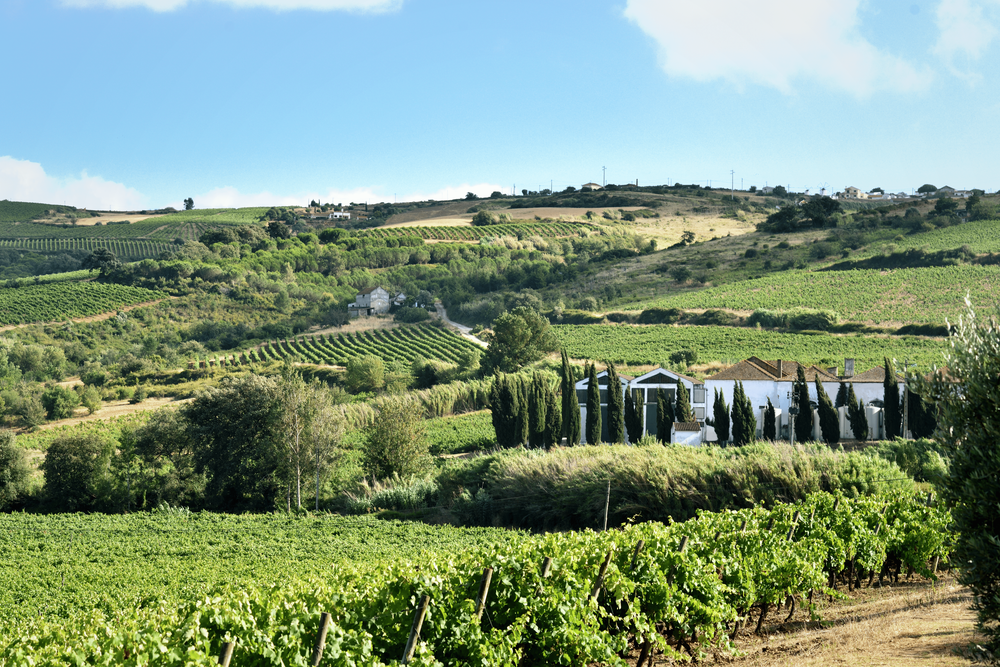 Quinta de Pancas Special Selection Cabernet Sauvignon: o regresso de um clássico de Lisboa